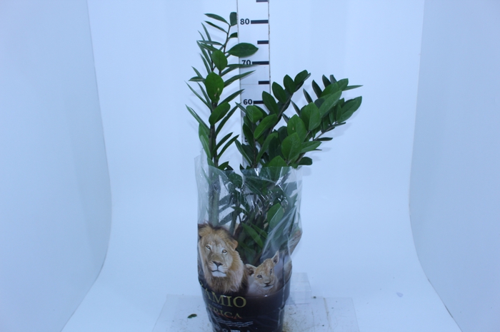 ZAMIOCULCAS P24