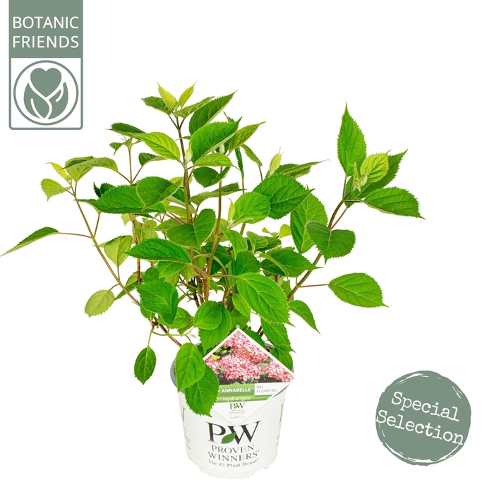 <h4>Hydrangea ar. 'Ruby Annabelle' ®</h4>