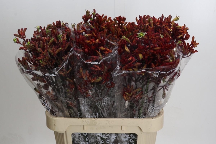 <h4>Anigozanthos Skippy Red</h4>