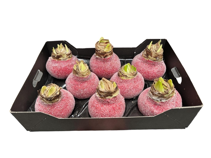 <h4>Hippeastrum Wax</h4>