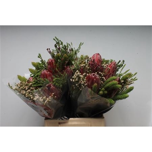 Bq Jumbo 5 Protea