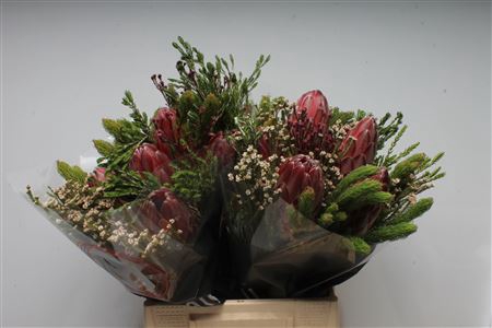 <h4>Bq Jumbo 5 Protea</h4>