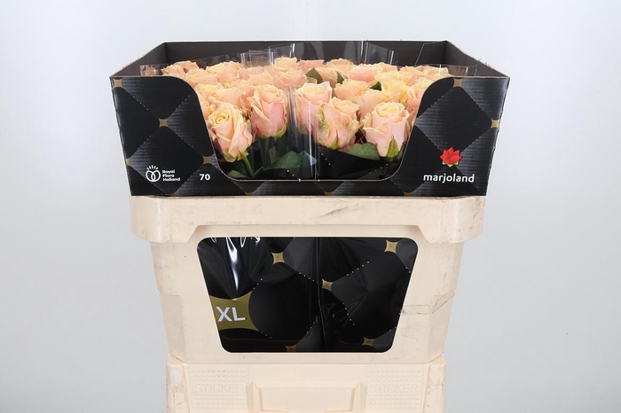 <h4>R Gr Bellini!</h4>