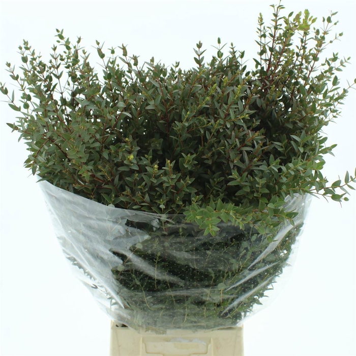 <h4>Euc Parvifolia P Bs</h4>