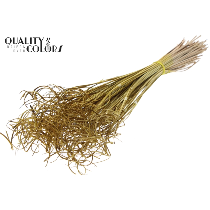 <h4>Palm Curly TT 3pc/tuft  - 33 tuft/bunch Yellow</h4>