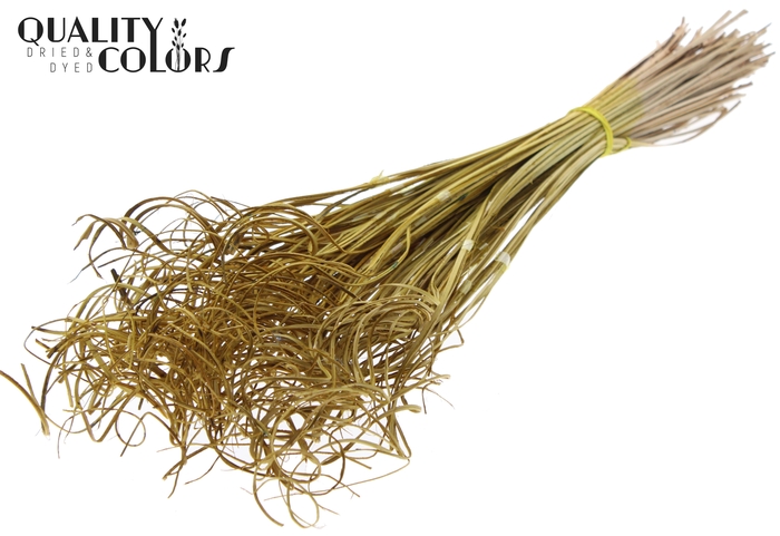Palm Curly TT 3pc/tuft  - 33 tuft/bunch Yellow