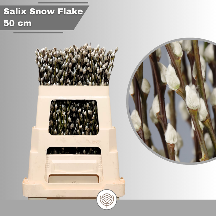 <h4>Salix Ca Snow Flake</h4>