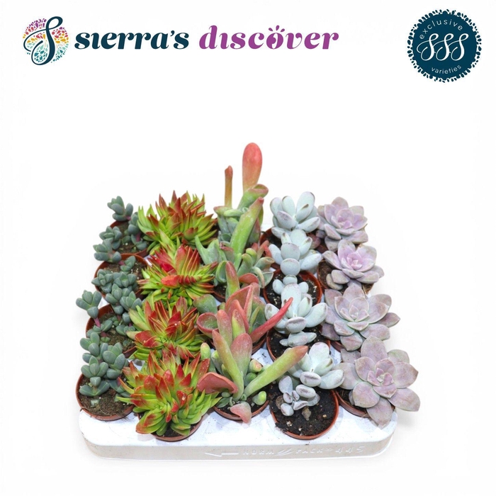 <h4>Discover® - Barcelona Succulents Mix (Exclusive)</h4>