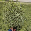 Pittosporum tenuifolium