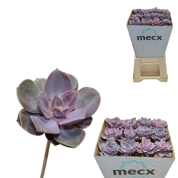 <h4>Echeveria Pearl V Neurenberg (mecx Flowers)</h4>