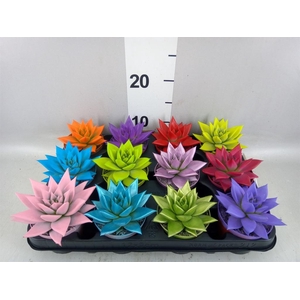 Echeveria 'Miranda'