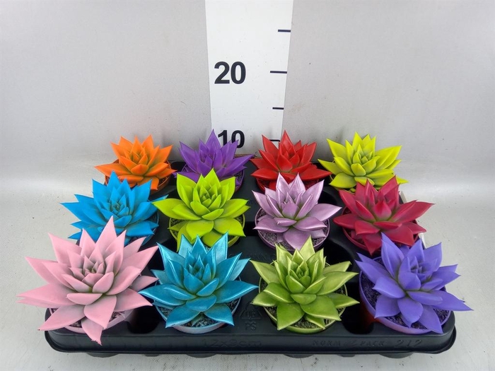 <h4>Echeveria  'Miranda'</h4>