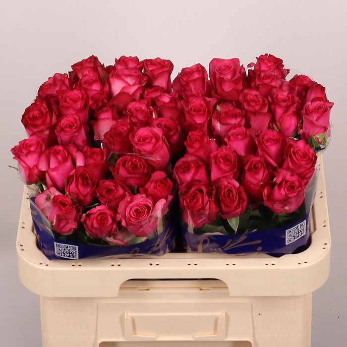 <h4>Rosa gr Paloma Royale</h4>