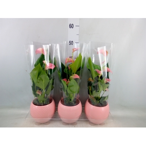 Anthurium   ...mix