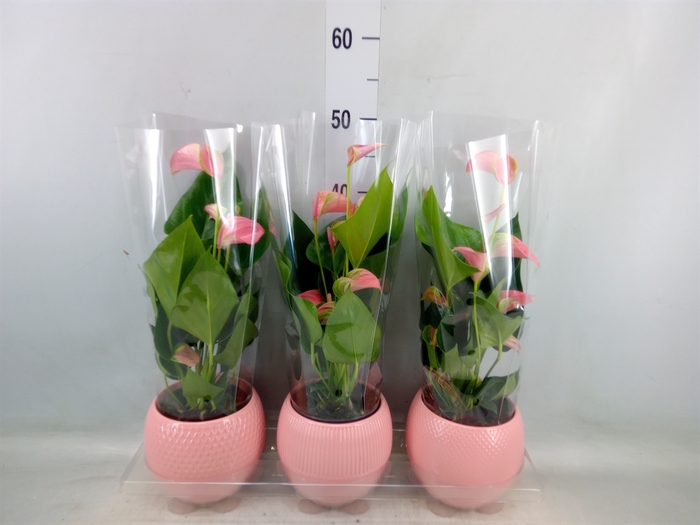 <h4>Anthurium   ...mix</h4>