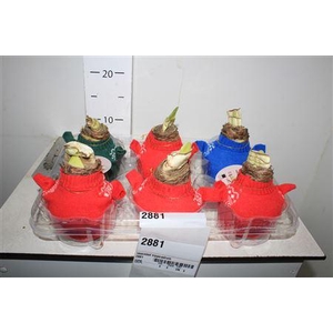 Bloembol Hippeastrum