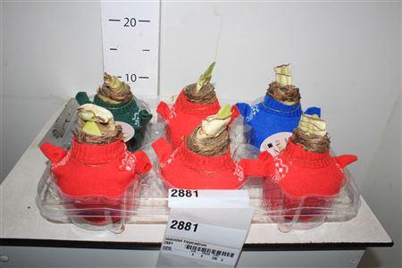 <h4>Bloembol Hippeastrum</h4>