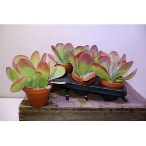 Kalanchoe Thyrsifl In Terra Cotta