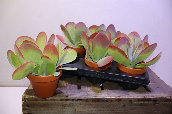 <h4>Kalanchoe Thyrsifl In Terra Cotta</h4>