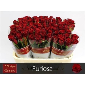 R Gr Furiosa