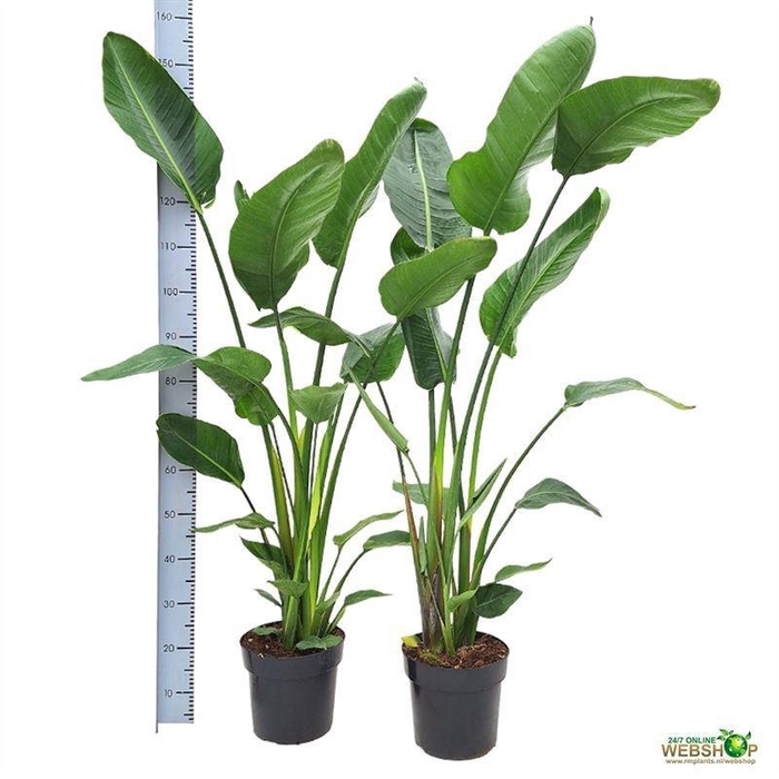 <h4>STRELITZIA NICOLAI</h4>