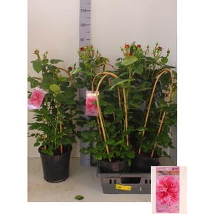 ROSA FL PEARL SELECT