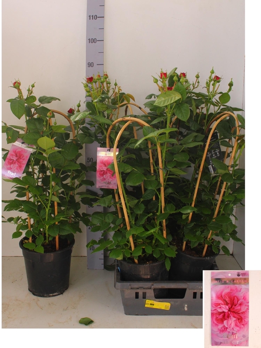 <h4>ROSA FL PEARL SELECT</h4>