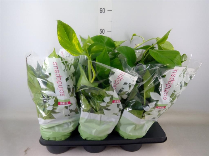 <h4>Epipremnum ...</h4>