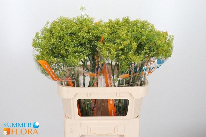 <h4>ANET GRAVEOLENS</h4>