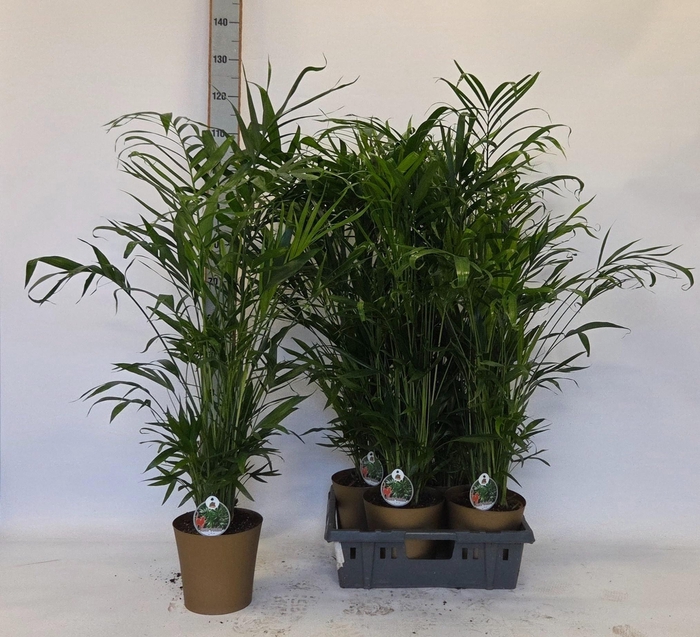 Chamaed Cataractarum In Kunststof Pot