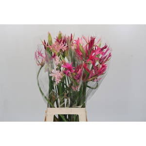 Nerine Mix