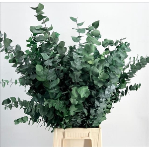 Euc. Stuart Preserved Green