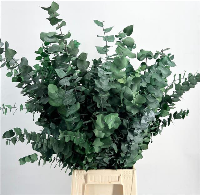 Euc. Stuart Preserved Green