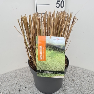 Miscanthus Sin. Gracillimus P26