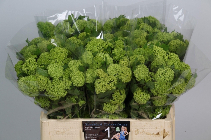 <h4>VIBURNUM ROSEUM ST</h4>