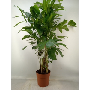 Caryota mitis