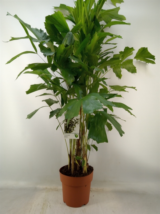 <h4>Caryota mitis</h4>