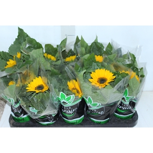 GIRASSOL MINI SUN BRIGHT P11
