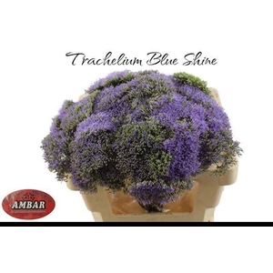 TRACH BLUE SHINE