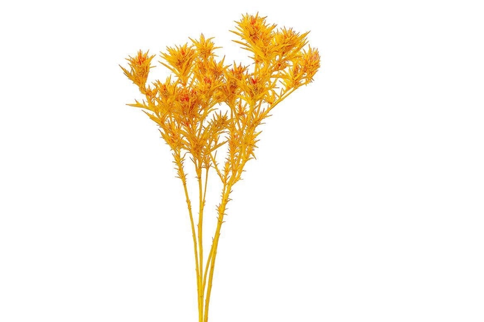 Dried Artz Cardi Gaugain Bunch