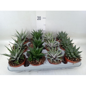Haworthia   ...mix