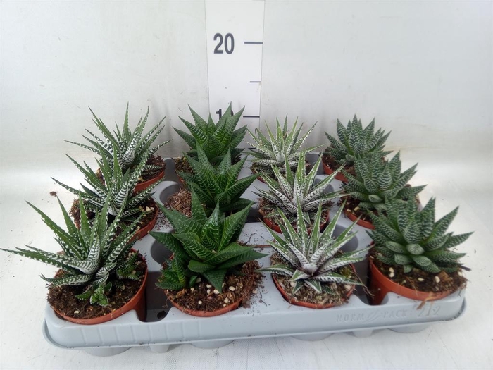 <h4>Haworthia   ...mix</h4>