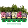 Aster