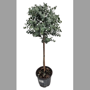EUCAL GUNNII