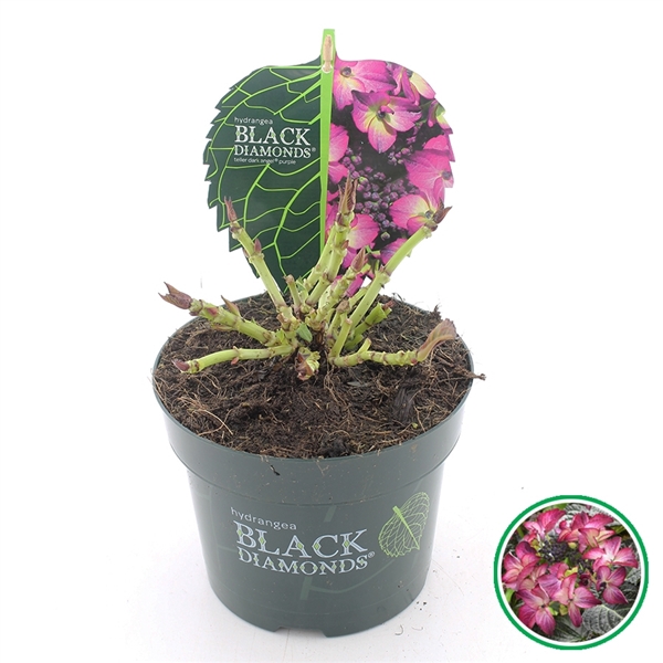 <h4>Hydrangea teller Black Diamonds® 'Dark Angel' Paars C2 (17cm.)</h4>