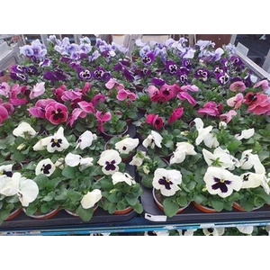 VIOLA WI EVO GEM stock