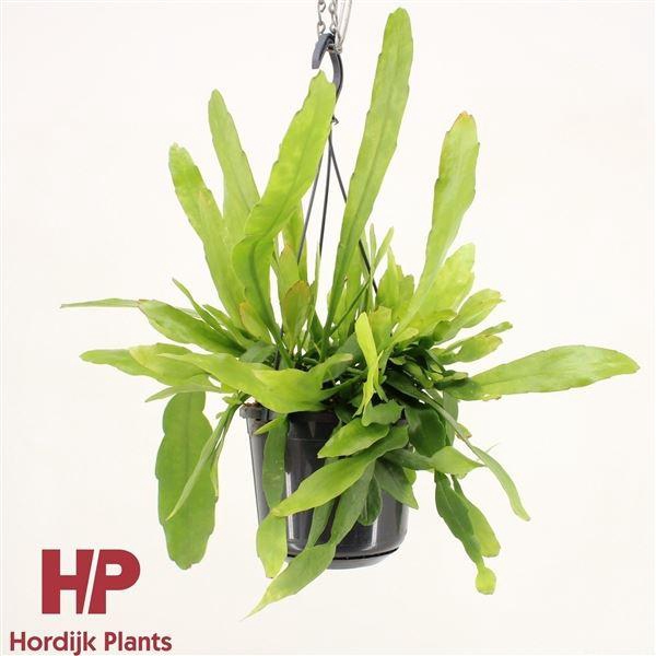 <h4>EPIPHYLLUM OV</h4>