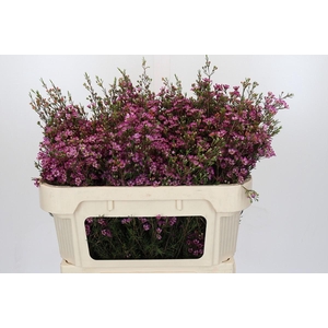 Chamelaucium Purple Pride