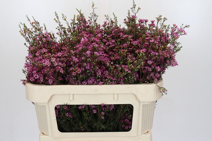 <h4>Chamelaucium Purple Pride</h4>