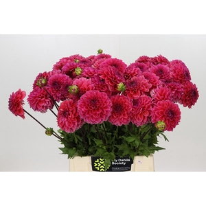 Dahlia Isa Candy